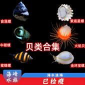 螺贝类合集食藻螺牛眼螺金环宝螺火焰贝螺海水鱼活体观赏鱼