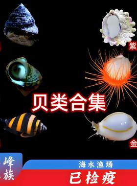 食藻螺活体海水鱼观赏鱼水族