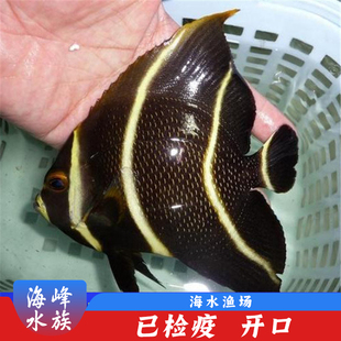 美国法仙 大型神仙类 海水鱼活体法国小丑鱼观赏鱼海峰水族