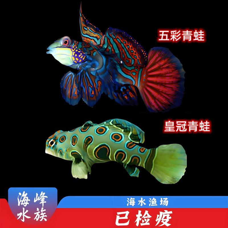 五彩青蛙皇冠圆点青蛙 虾虎类 海水鱼活体观赏鱼海峰水族