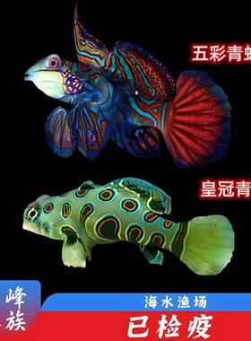 五彩青蛙吓唬类小型鱼珊瑚缸海峰