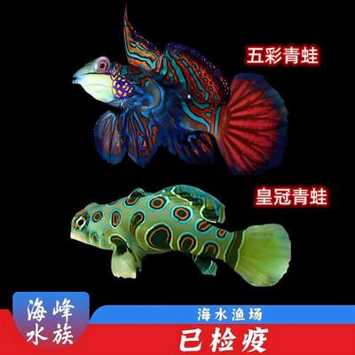 五彩青蛙吓唬类小型鱼珊瑚缸海峰