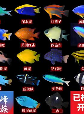 10年老店蓝魔青么三点白黄金参黄肚蓝魔类合集海水鱼观赏鱼活体