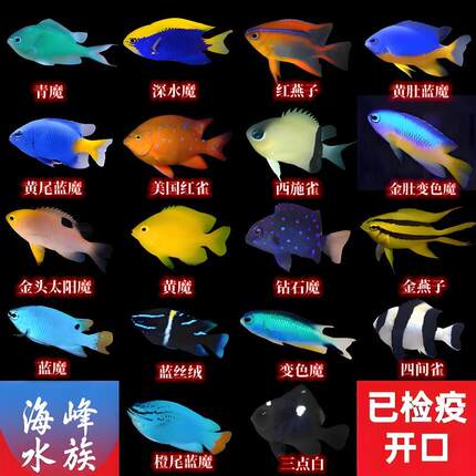 10年老店蓝魔青么三点白黄金参黄肚蓝魔类合集海水鱼观赏鱼活体
