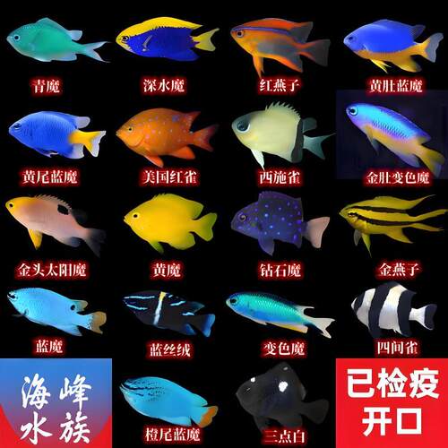 10年老店蓝魔海鱼观赏鱼活体