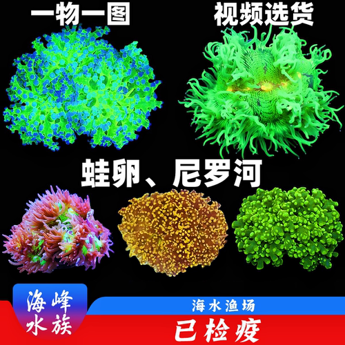 彩点尼罗河墨绿花瓶玫瑰金蛙卵珊瑚澳洲双色提子LPS海水鱼缸活体