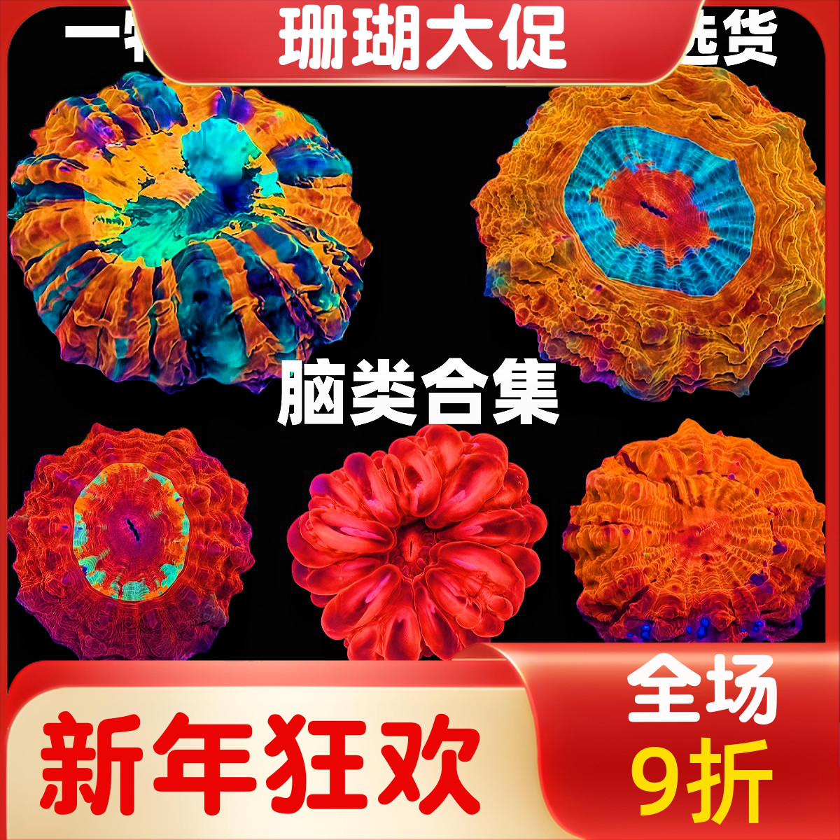 彩色富士脑类合集珊瑚