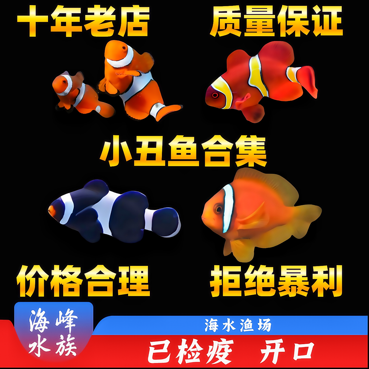 小丑鱼合集人工公子小丑双带红番茄金透红小丑鱼海水鱼观赏鱼活体