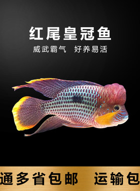 中大型鱼十间鱼观赏鱼红尾皇冠鱼蓝宝石活体鱼绿巨人混养鱼宠物鱼