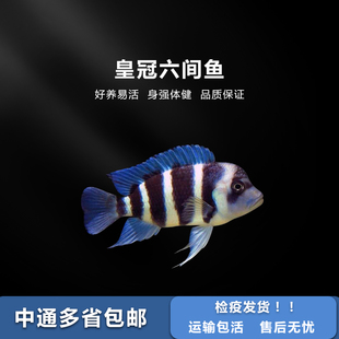 三湖慈鲷鱼布隆迪六间伊巴卡皇冠六间坦鲷萨伊蓝鱼活体热带观赏鱼