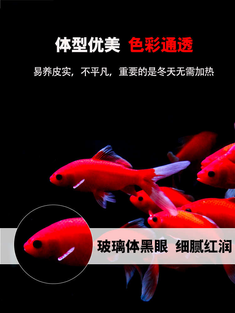 鹦鹉冷水鱼观赏鱼冷水鹦鹉鱼活活