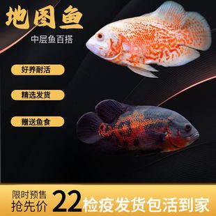 中大型观赏鱼白地图黑地图热带鱼地图鱼猪仔鱼活体耐活鱼黑地图鱼