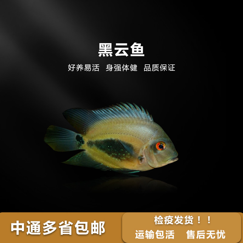 热带鱼观赏鱼黑色风水鱼热带鱼黑云鱼大吉大利黑色鱼镇缸鱼