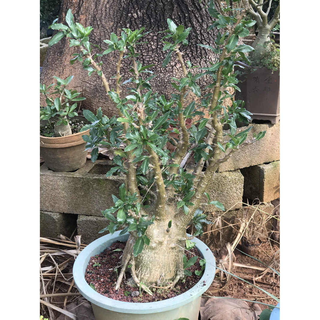 白马城块根多肉植物仙卉园林地栽多肉植物