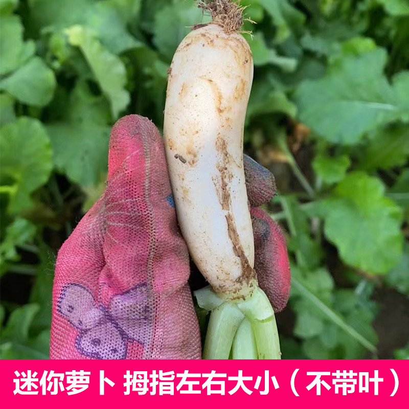 小白萝卜拇指大小整个腌制酸萝卜