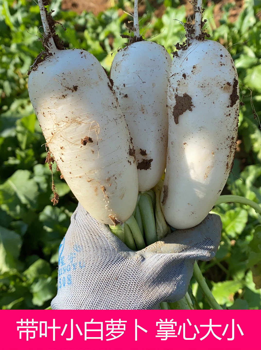 自种迷你新鲜带叶兰溪小白萝卜5斤包邮韩国泡菜腌菜拇指萝卜青年