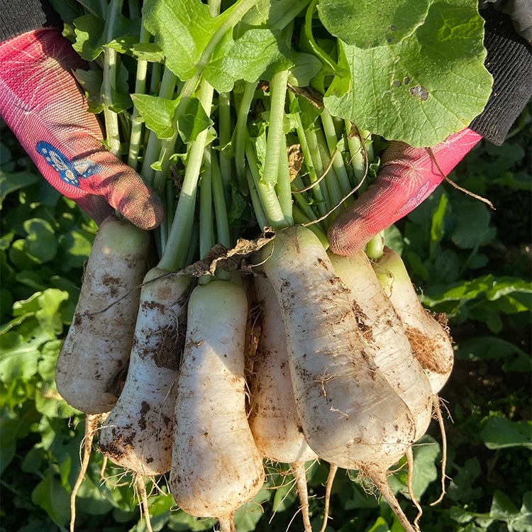 部分区域顺丰包邮青年萝卜带叶发