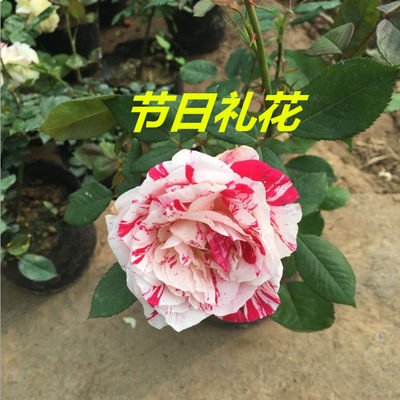 盆栽节日条纹双色月季花苗