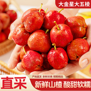 新鲜大金星大五棱山楂酸甜软果肉饱满开胃消食农家直采无添加健康