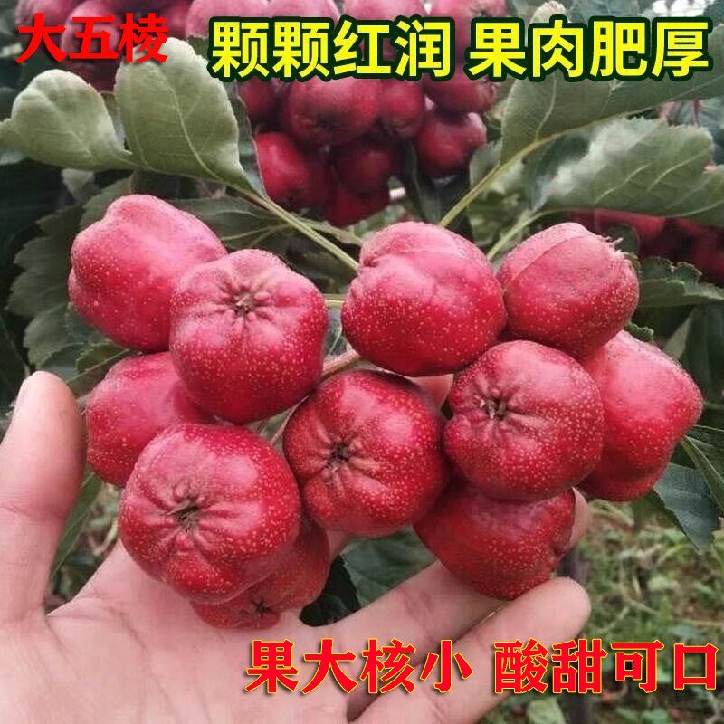 大五棱山楂特大果新鲜现摘山楂鲜果可做糖葫芦山楂干片零食水果