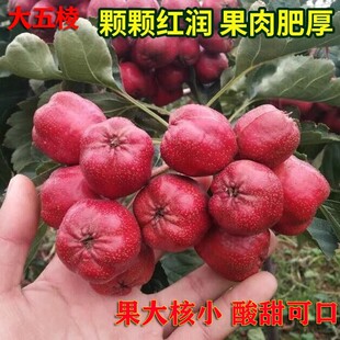 大五棱山楂特大果新鲜现摘山楂鲜果可做糖葫芦山楂干片零食水果