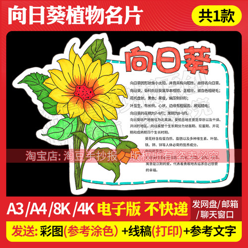 向日葵观察手抄报模板植物介绍趣味异形卡片电子版线稿打印558