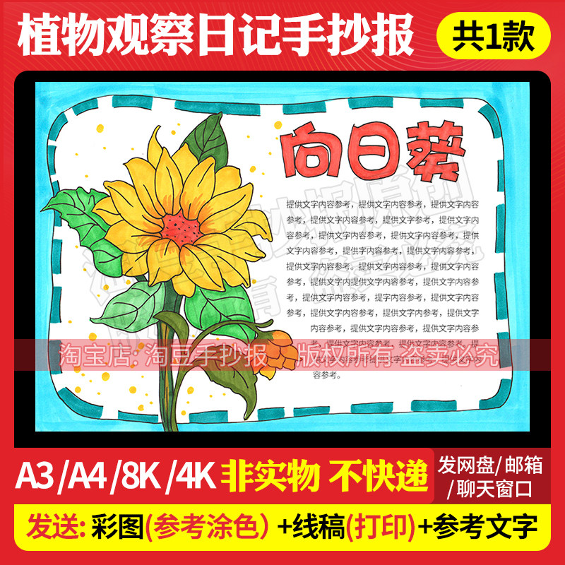 向日葵成长自然植物观察日记小报手抄报电子版线稿打印涂色226