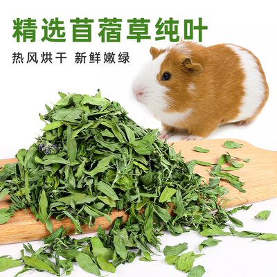 再再苜蓿草纯叶营养丰富