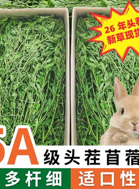 26年头茬精选叶绿杆细苜蓿草新鲜