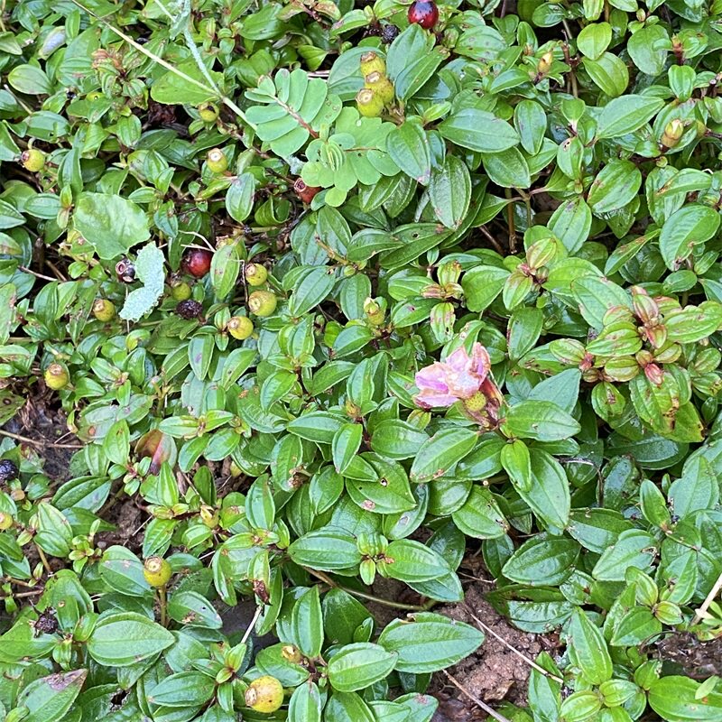 新鲜地稔草地捻地稔苗地稔根地捻草地捻苗地捻草地稔果苗地菍苗