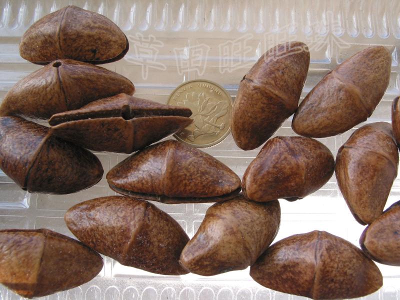 diy原籽金元宝菩提籽种散珠特价