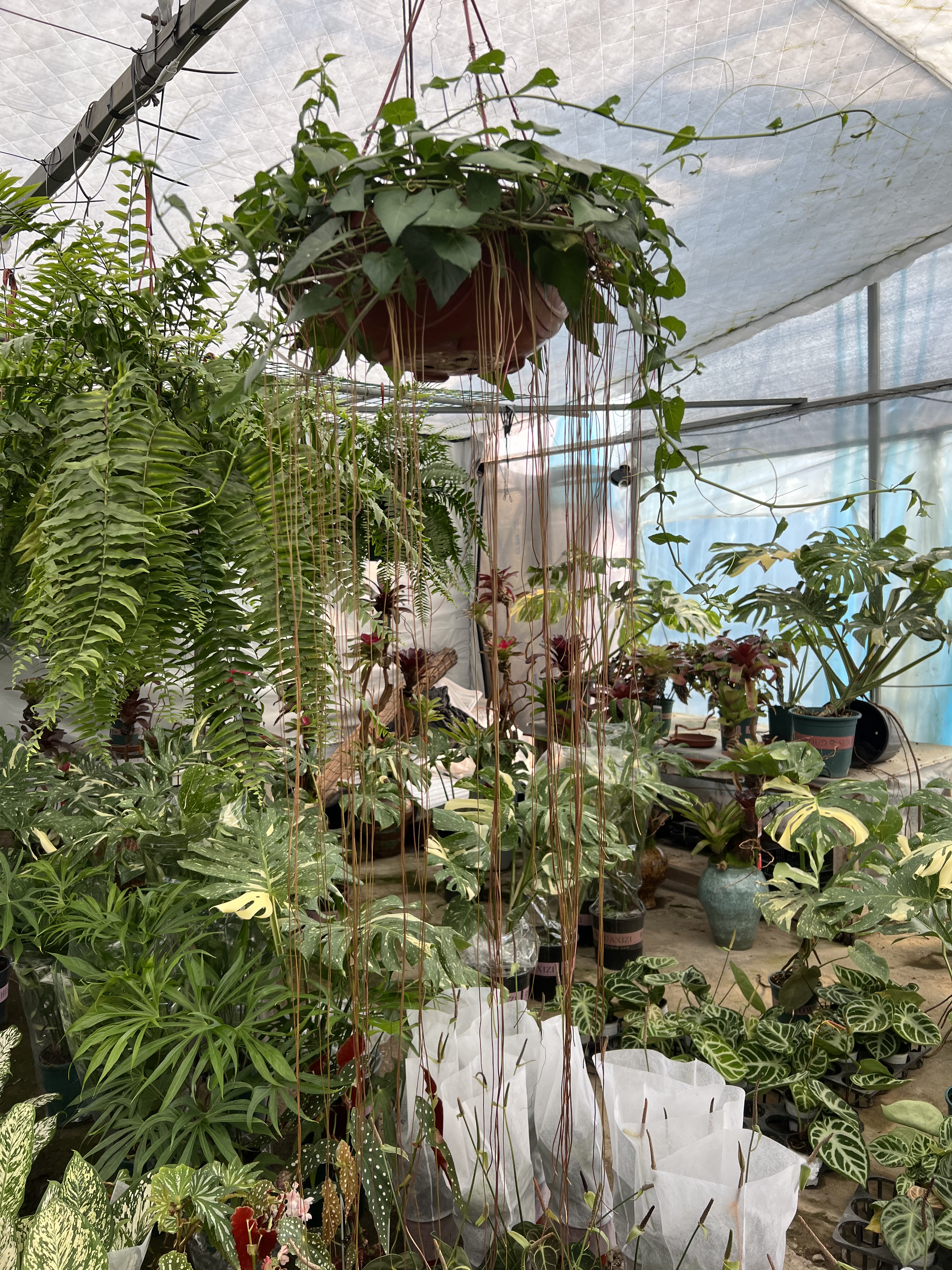 一帘幽梦苗 锦屏藤苗 蔓地榕 珠帘藤苗 富贵帘龙须草爬藤植物绿植