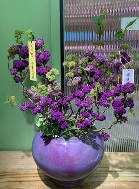 紫珠盆栽花苗 庭院花园植物 紫色转运珠 多年生灌木植物盆栽