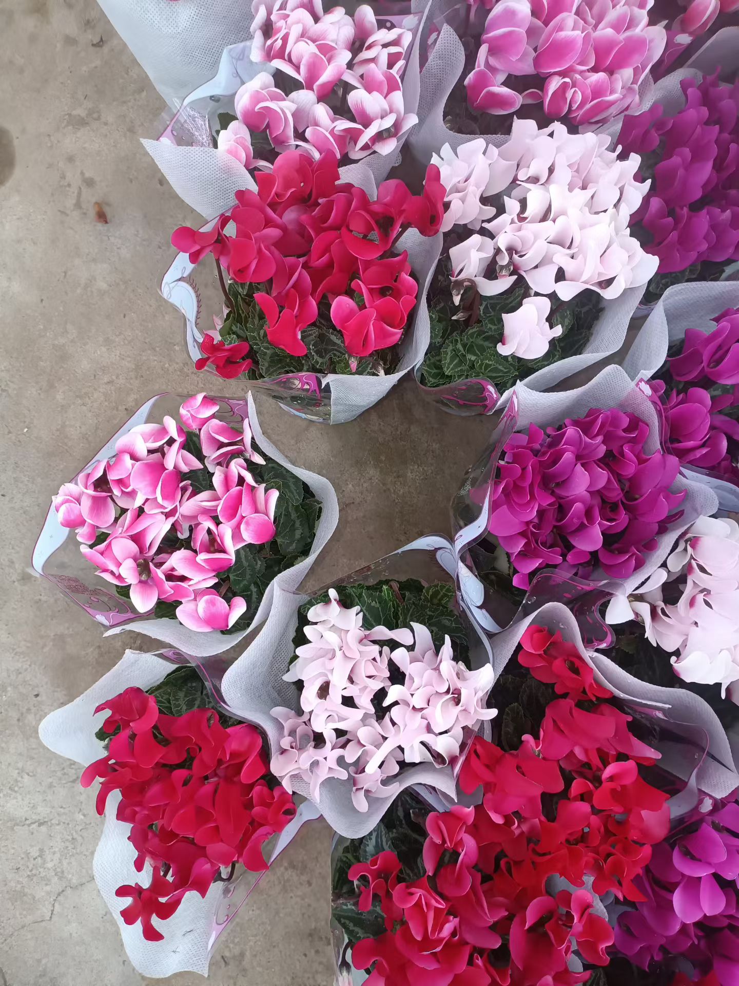 皮克波斯小青龙仙客来盆栽带花室内客厅植物小苗开花迷你花卉