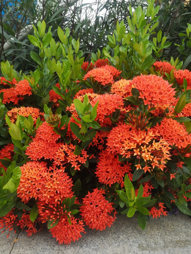 龙船花盆栽好养开花绿植室内外桌面阳台耐热花卉带花苞姬龙船