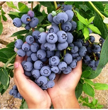 珠宝蓝莓树果苗盆栽果树可食用水果南方北方四季种植花园庭院阳台