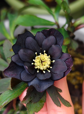 铁筷子盆栽黑天鹅黑珍珠黄色乐团黄色冰淇淋带花芽发货多年生耐寒