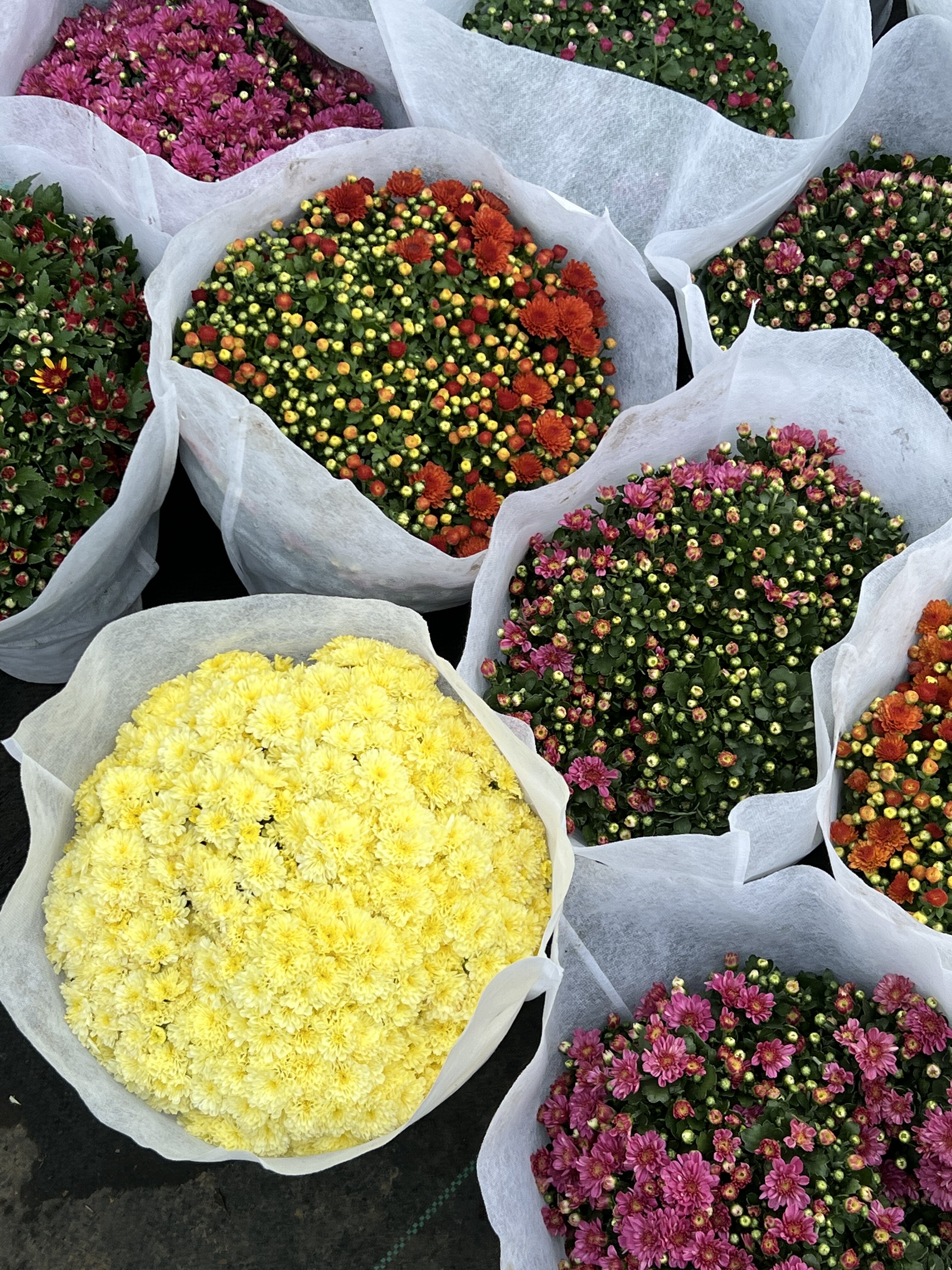 菊花盆栽玲珑菊千头菊玛格丽特菊多季开花阳台庭院耐低温多年生