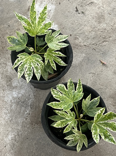 锦叶八角金盘进口稀有蜘蛛网ins北欧风室内植物花卉庭院盆栽耐阴