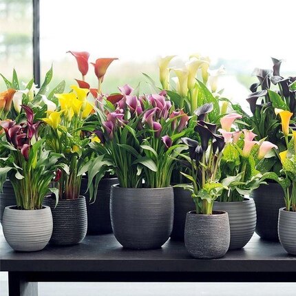 盆栽阳台彩色马蹄莲绿植四季开花