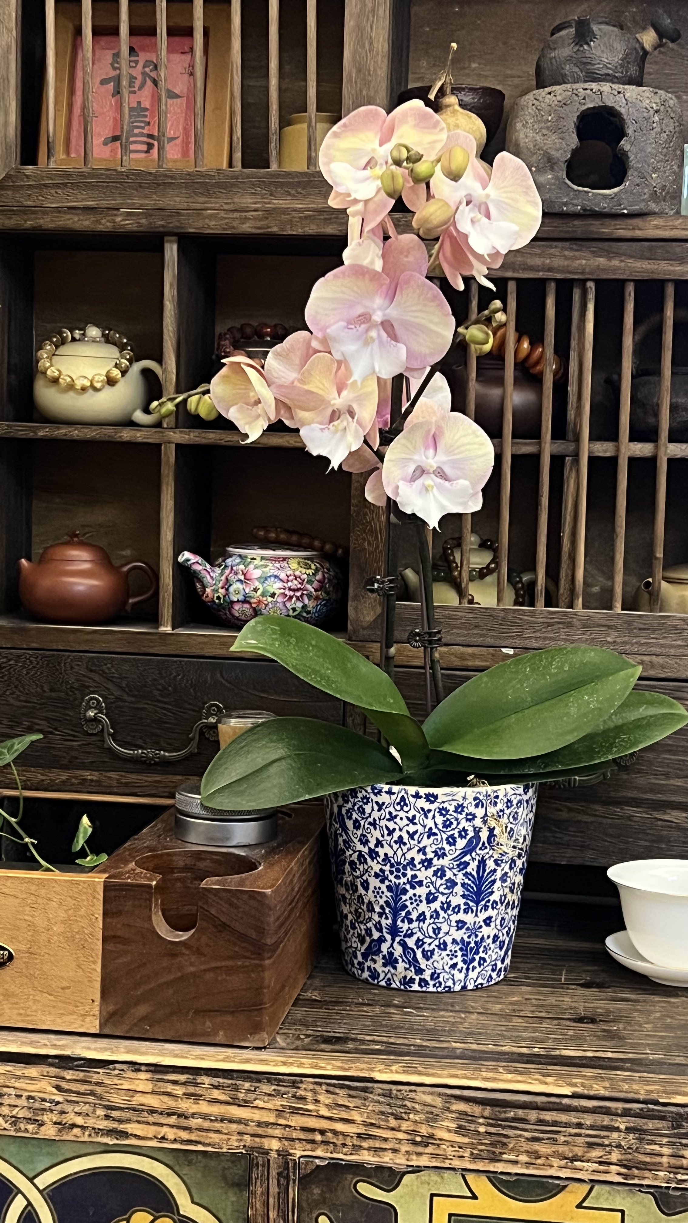 蝴蝶兰花苗带花苞盆栽客厅兰花室蝴蝶兰