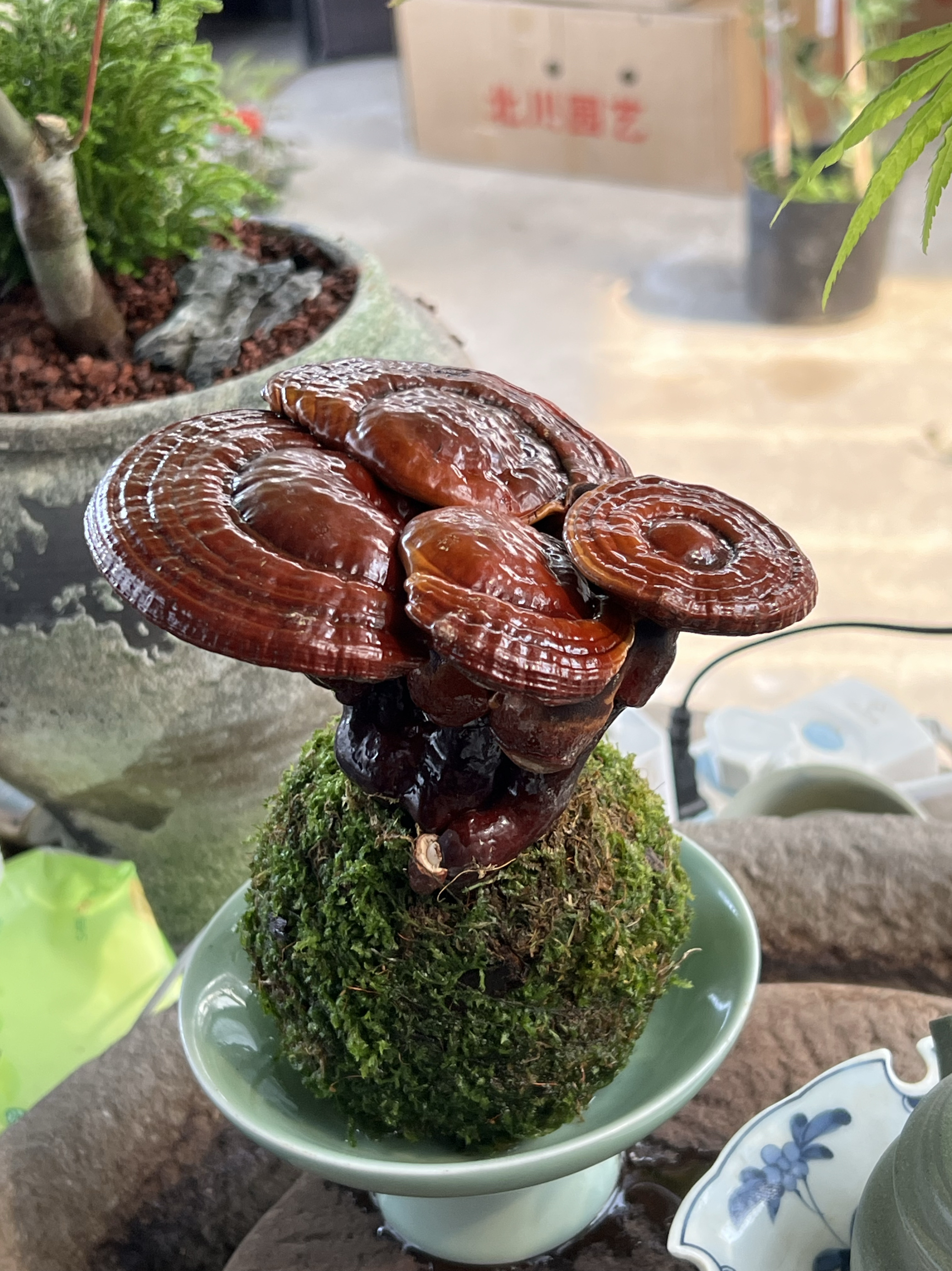 满50包邮灵芝蕨类水培植物红磷蕨苔藓球室内耐阴中式禅意盆景绿植
