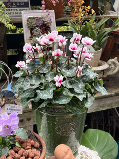 皮克波斯小青龙仙客来盆栽带花室内客厅植物小苗开花迷你花卉