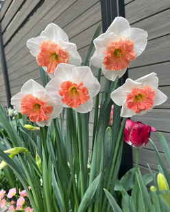 带花苞进口洋水仙盆栽利普利特荷兰船长庭院花卉好养多年生耐寒