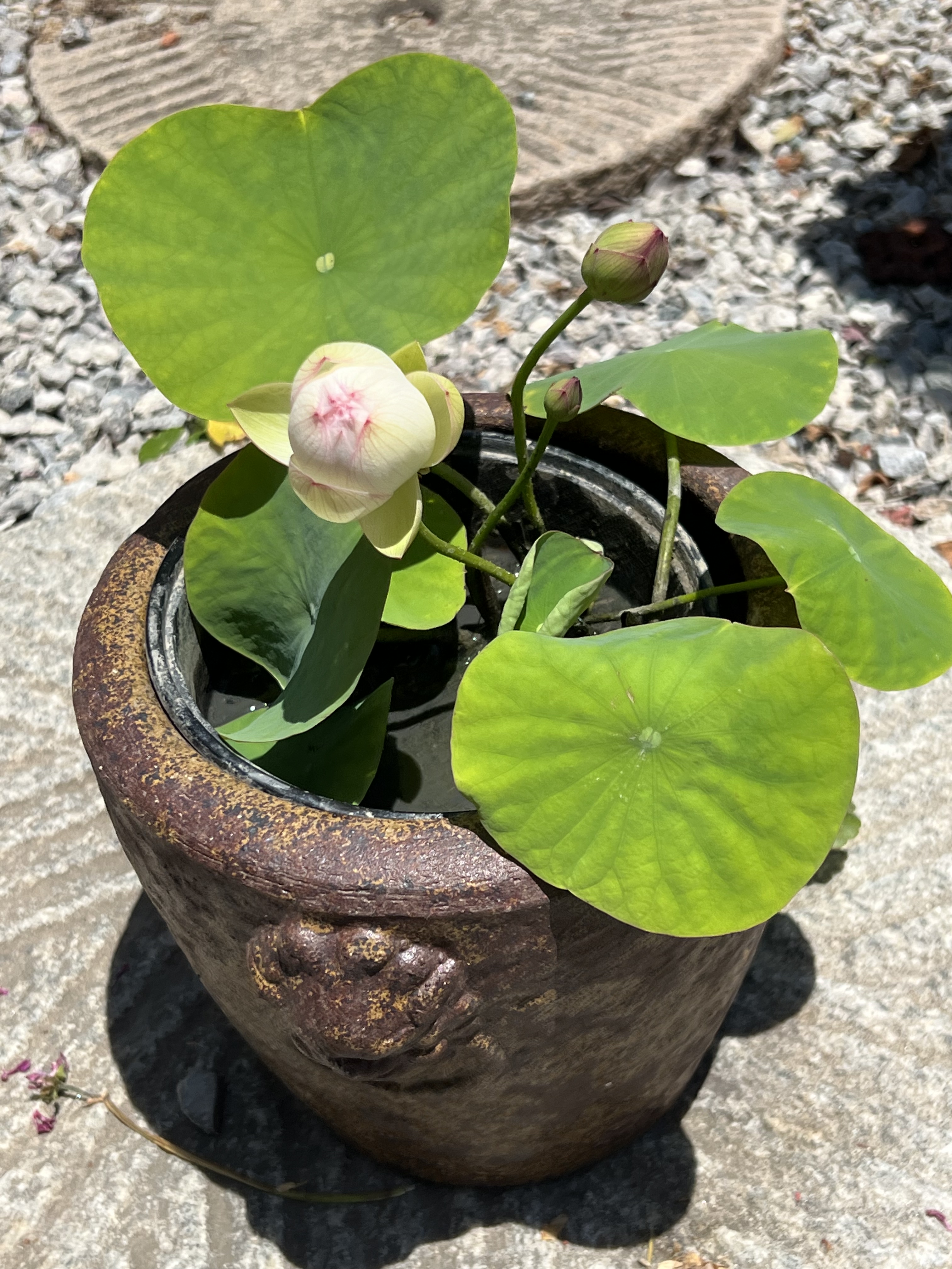 微型荷花带花发货楼顶庭院露阳台