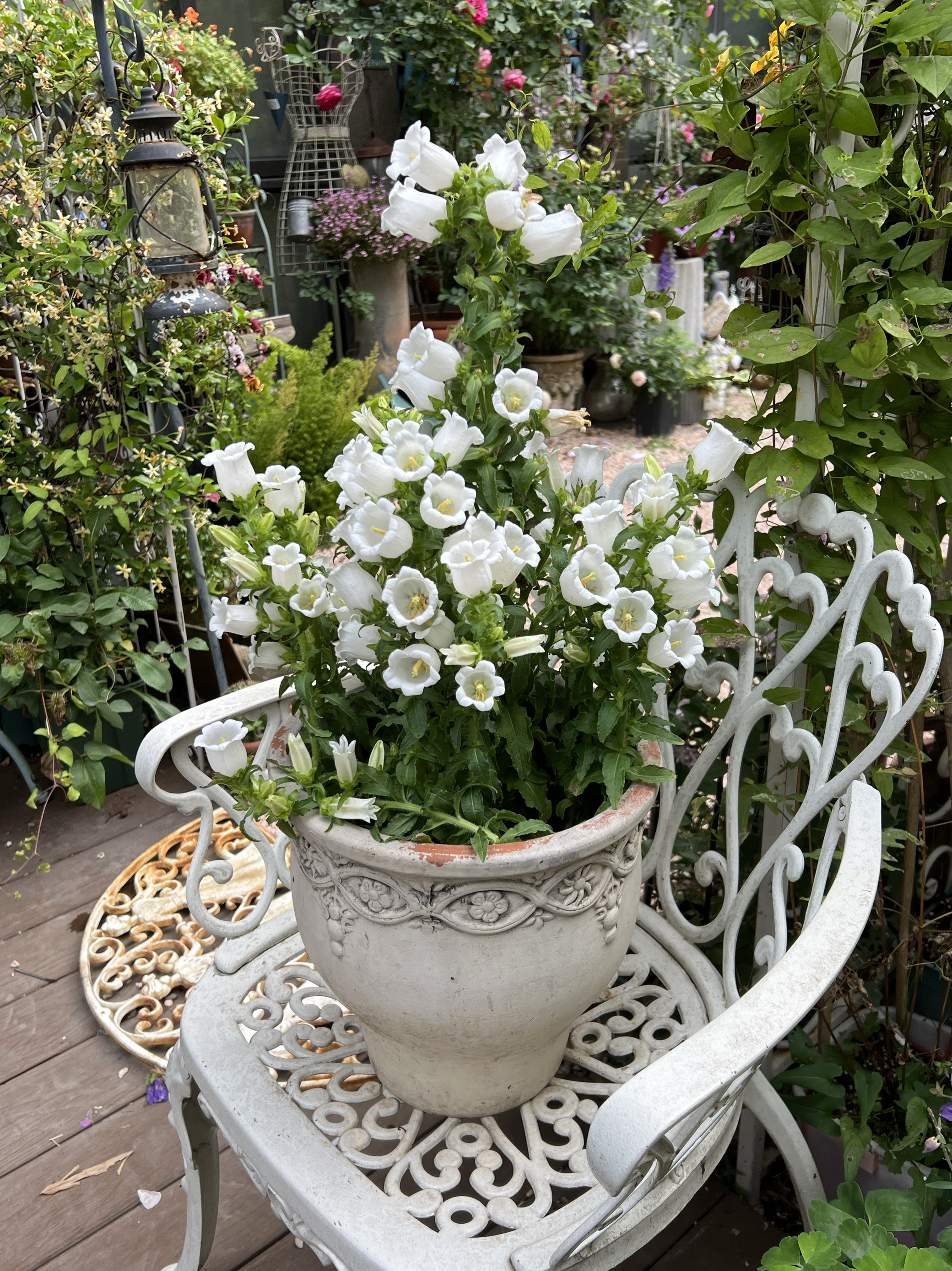 果果花铺 风铃草风铃花盆栽好养花卉阳台植物庭院花园盆景爆花