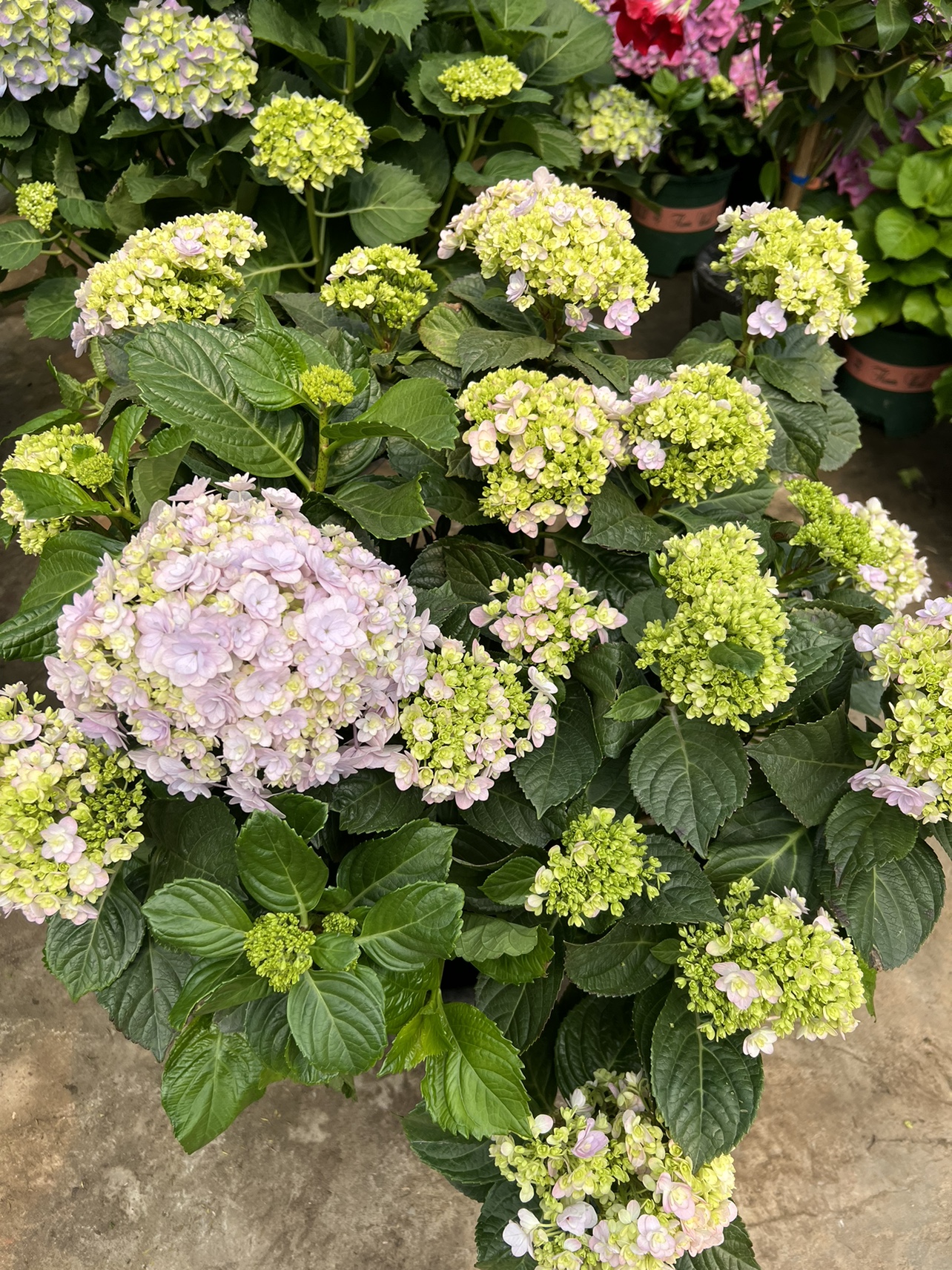 高档花卉绣球花苗盆栽无尽夏阳台庭院别墅花园植物多年生四季耐寒