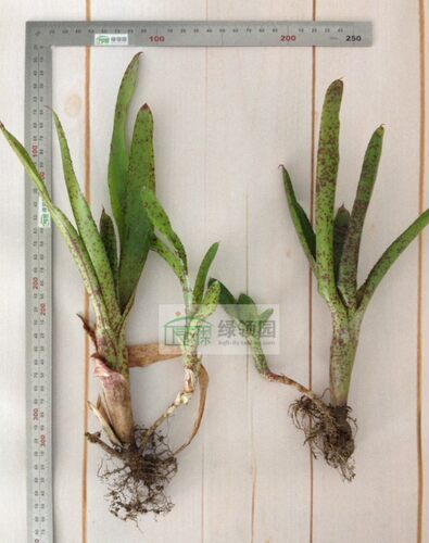 【积水凤梨】--N属未知名一