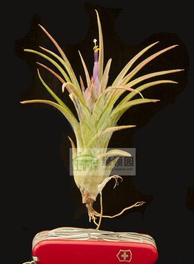 展示 空凤Tillandsia Bonjour(ionantha X mitlaensis)精灵×子弹