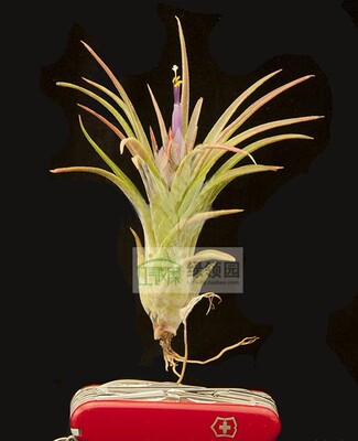展示 空凤Tillandsia Bonjour(ionantha X mitlaensis)精灵×子弹